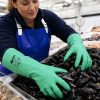 Trabajadora manipulando mejillones con guantes Nitrex 613 aptos para contacto alimentario y ambientes húmedos